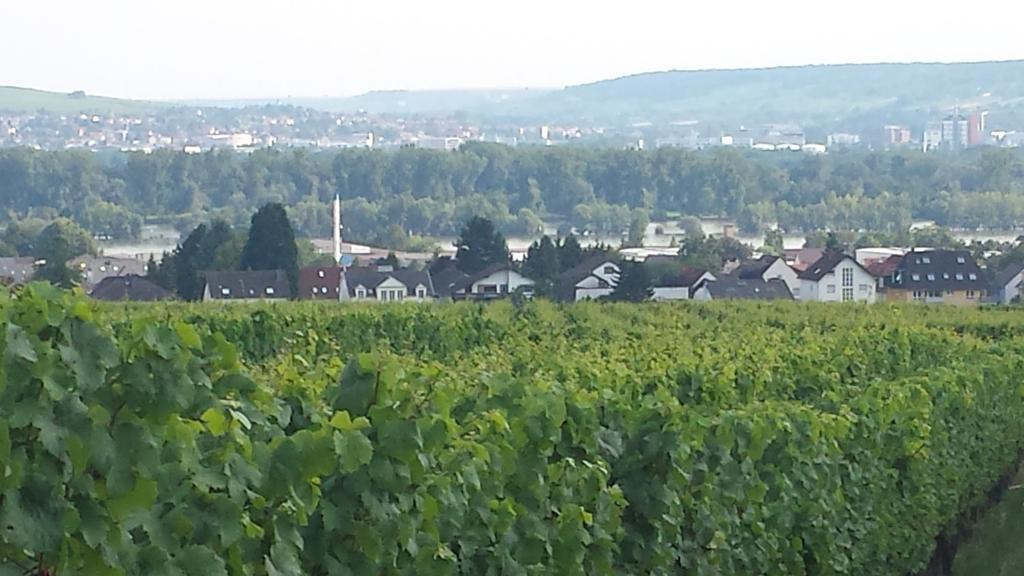 Ferienwohnung Weingut Leis Oestrich-Winkel Room photo